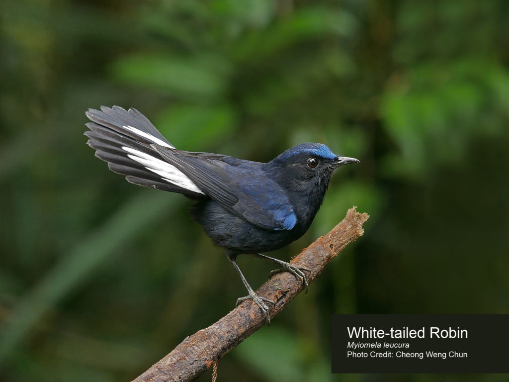 Birds of the Heath: Photographic garden bird list!